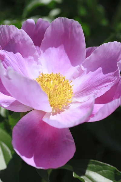 stock image Pink peonies, Paeonia lactiflora