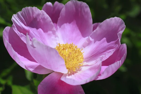 stock image Pink peonies, Paeonia lactiflora