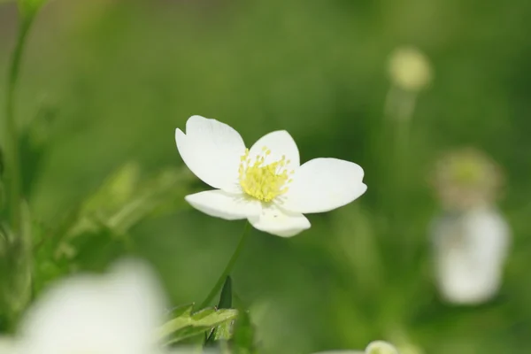 stock image Soft windflower