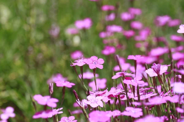 Pink Dianthus — Stock Photo, Image