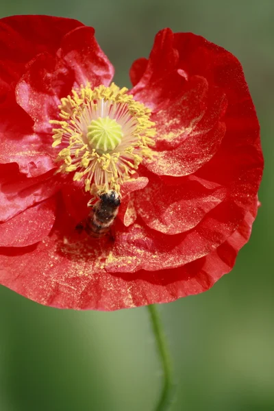Papoula de milho vermelho e uma abelha — Fotografia de Stock