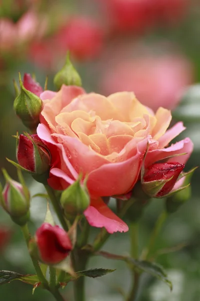 Krásná růže v zahradě — Stock fotografie