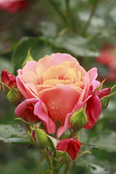庭で美しいバラ — ストック写真