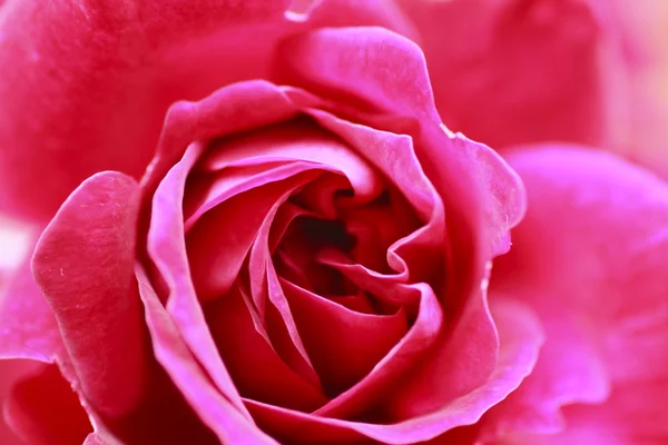 美丽的玫瑰在花园里 — 图库照片