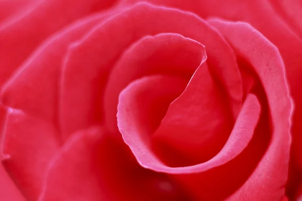 庭で美しいバラ — ストック写真