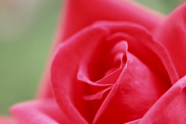 Hermosa rosa en un jardín —  Fotos de Stock
