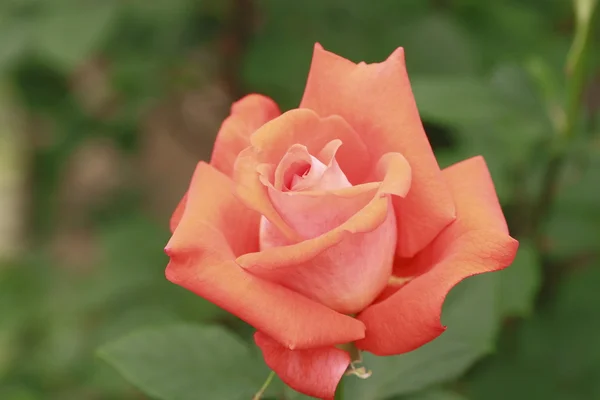 Stock image Beautiful rose in a garden