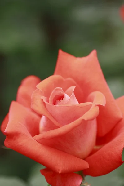 Vacker ros i en trädgård — Stockfoto