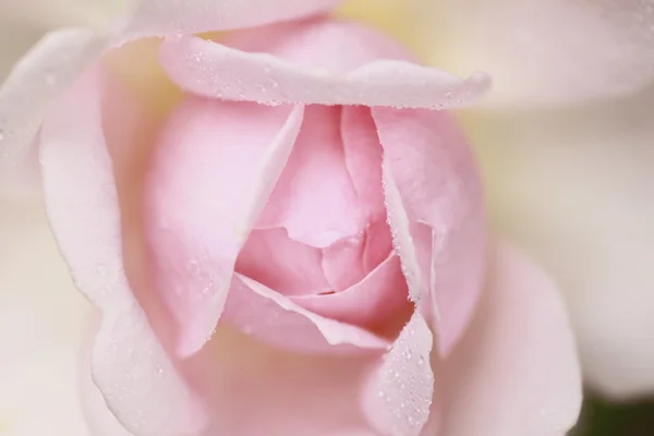 Όμορφο τριαντάφυλλο σε έναν κήπο — Φωτογραφία Αρχείου