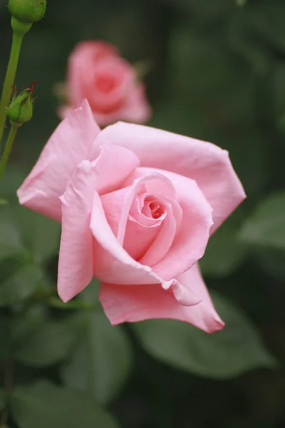 Prachtige roos in een tuin — Stockfoto