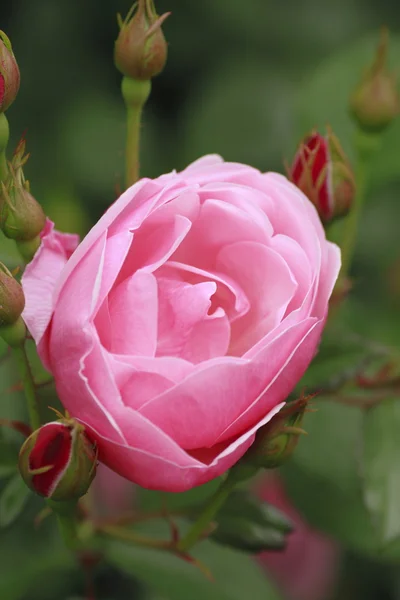 Indah mawar di taman — Stok Foto