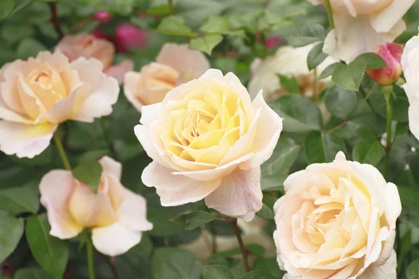 stock image Beautiful rose in a garden