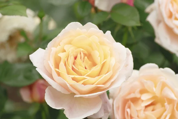 Stock image Beautiful rose in a garden