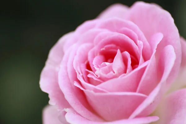 美丽的玫瑰在花园里 — 图库照片