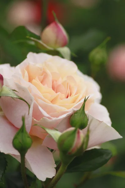 stock image Beautiful rose in a garden