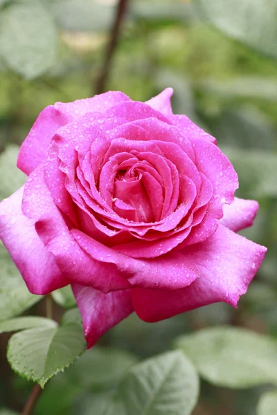 Prachtige roos in een tuin — Stockfoto
