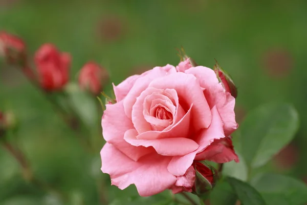 Beautiful rose in a garden — Stock Photo, Image