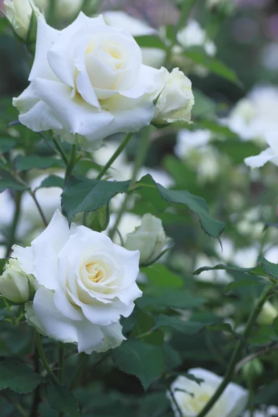 Schöne Rose in einem Garten — Stockfoto