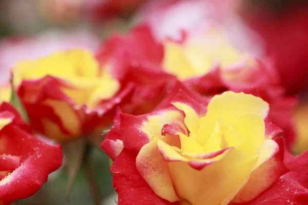 Hermosa rosa en un jardín — Foto de Stock