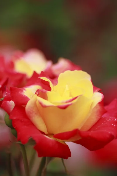 Bella rosa in un giardino — Foto Stock