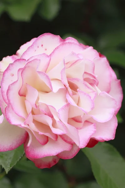 Прекрасна троянда в саду — стокове фото