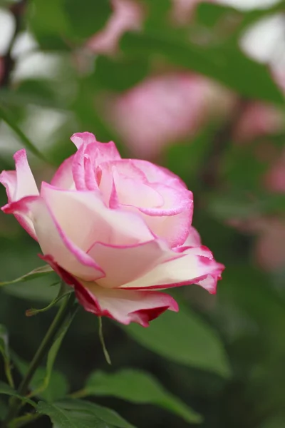 Hermosa rosa en un jardín —  Fotos de Stock