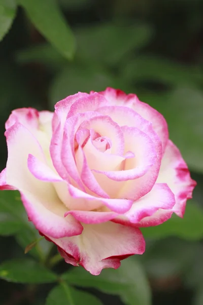 Hermosa rosa en un jardín — Foto de Stock