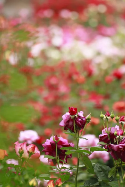 Stock image Beautiful rose in a garden