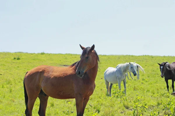 Cavalo e Campo — Fotografia de Stock