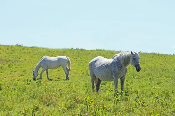 Horse and field — Stock Photo, Image