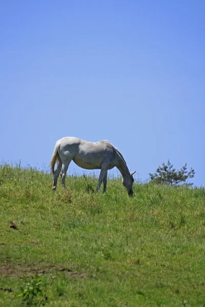 Horse and field — Stock Photo, Image