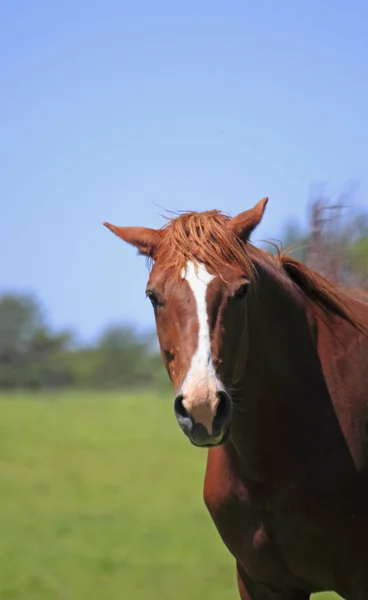 Paard en veld — Stockfoto