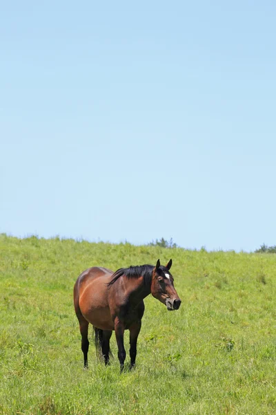 Кінь і поле — стокове фото