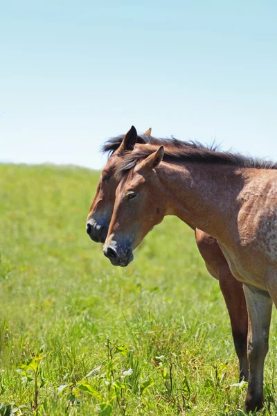 Лошадь и поле — стоковое фото