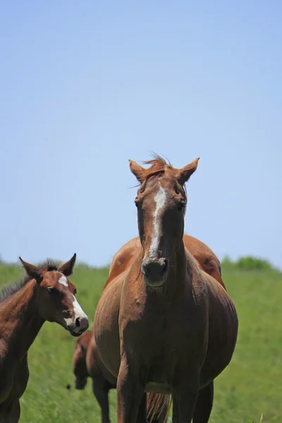 말과 필드 — 스톡 사진