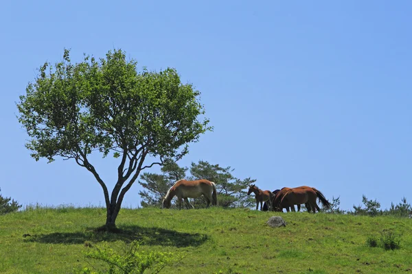 Koně a pole — Stock fotografie