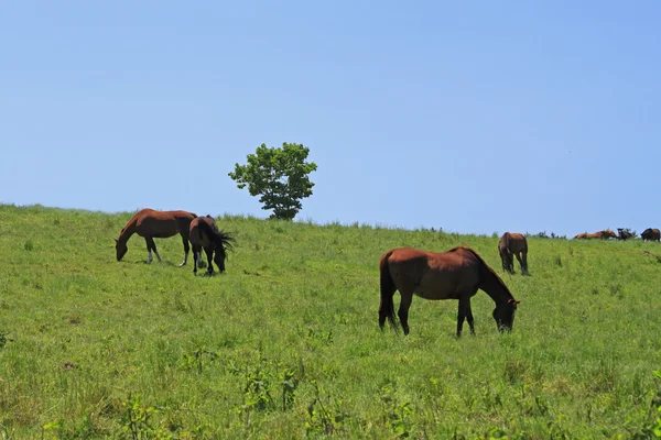 Koń i pola — Zdjęcie stockowe