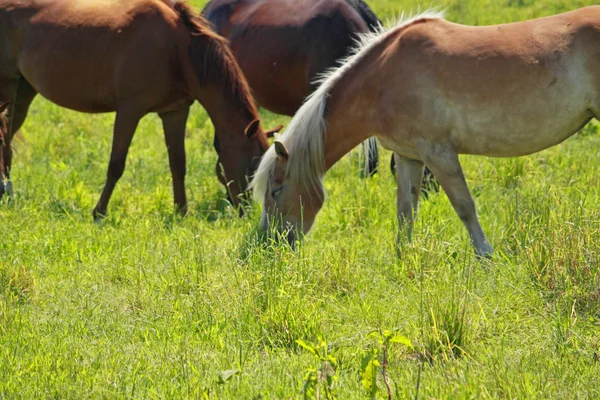 Ló, és a mező — Stock Fotó