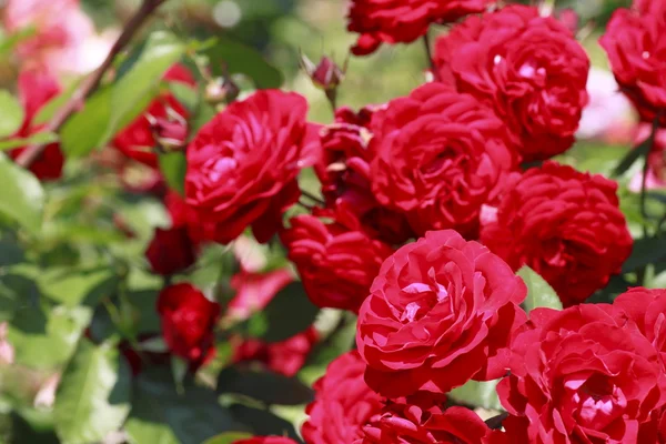 stock image Beautiful rose in a garden