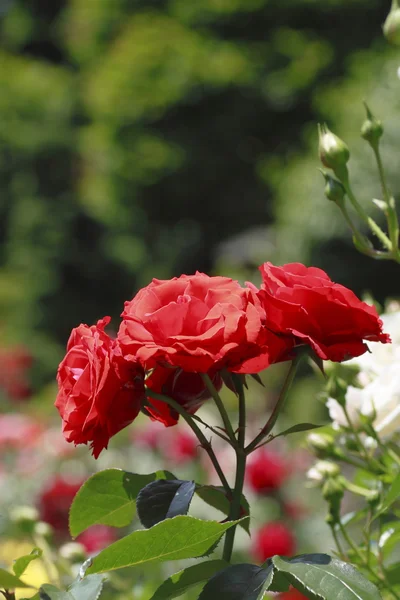 stock image Beautiful rose in a garden