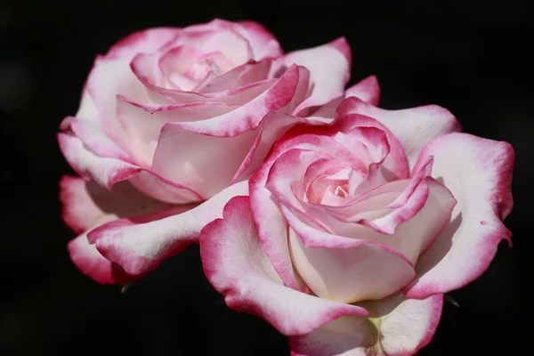 Belle rose dans un jardin — Photo