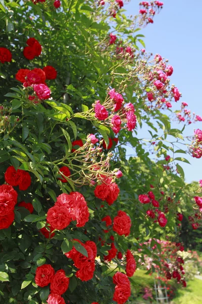 stock image Beautiful rose in a garden