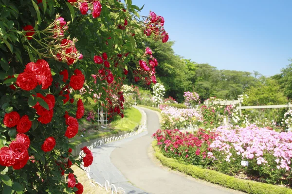 stock image Beautiful rose in a garden