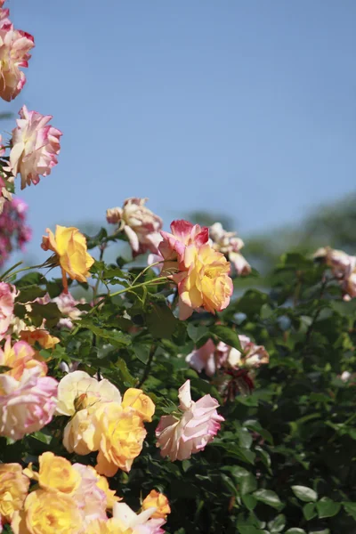 Stock image Beautiful rose in a garden