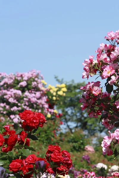 Schöne Rose in einem Garten — Stockfoto