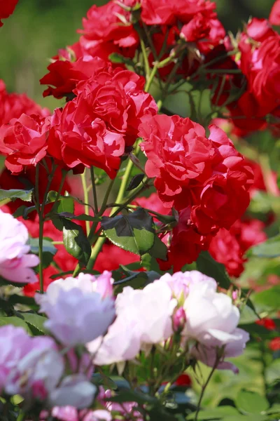 stock image Beautiful rose in a garden