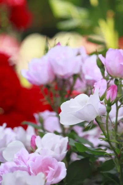 stock image Beautiful rose in a garden