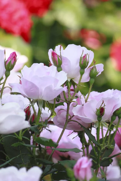 stock image Beautiful rose in a garden