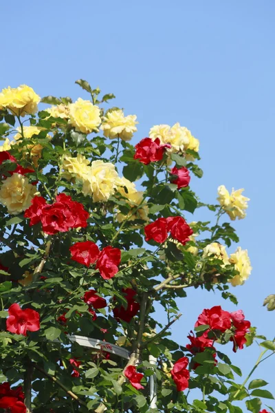 stock image Beautiful rose in a garden