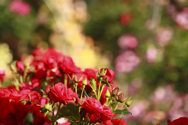 Bela rosa em um jardim — Fotografia de Stock